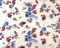Off-White-Multi Poly Floral Print Ogee Dobby Chiffon Woven Fabric By the Yard